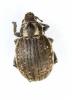 Philopedon plagiatum
